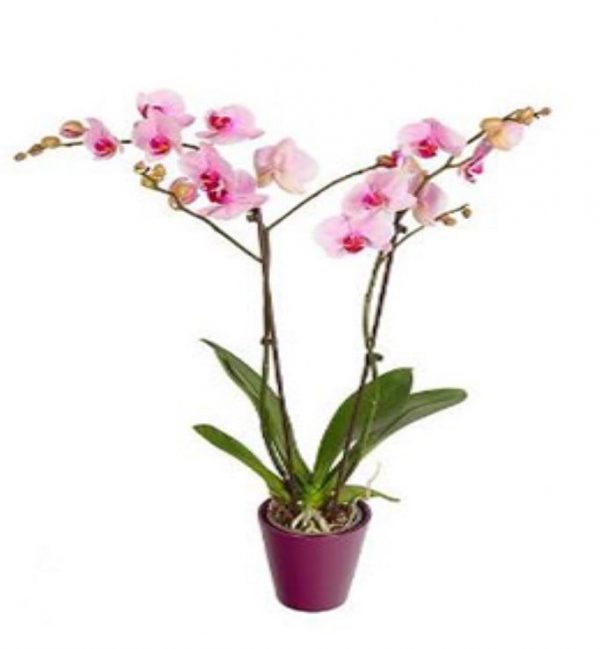 PHALENOPSIS PURPLE