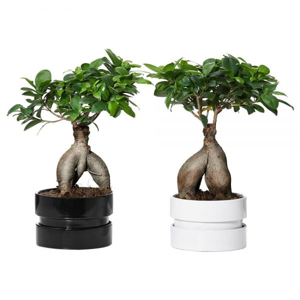 BONSAI IN CERAMIC POT