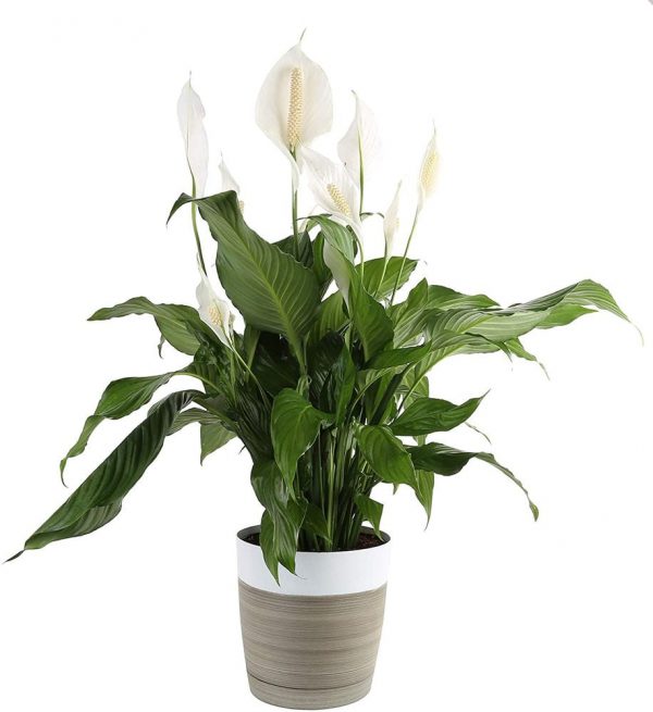 SPATHIPHILUM IN CERAMIC POT