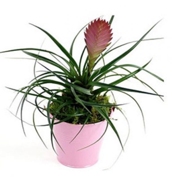 TILANSIA IN CERAMIC POT