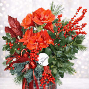 Festive Amaryllis