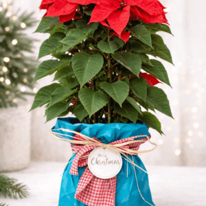 Christmas Poinsettia