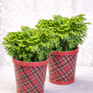 Winter Selaginella