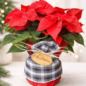 Red Holiday Poinsettia